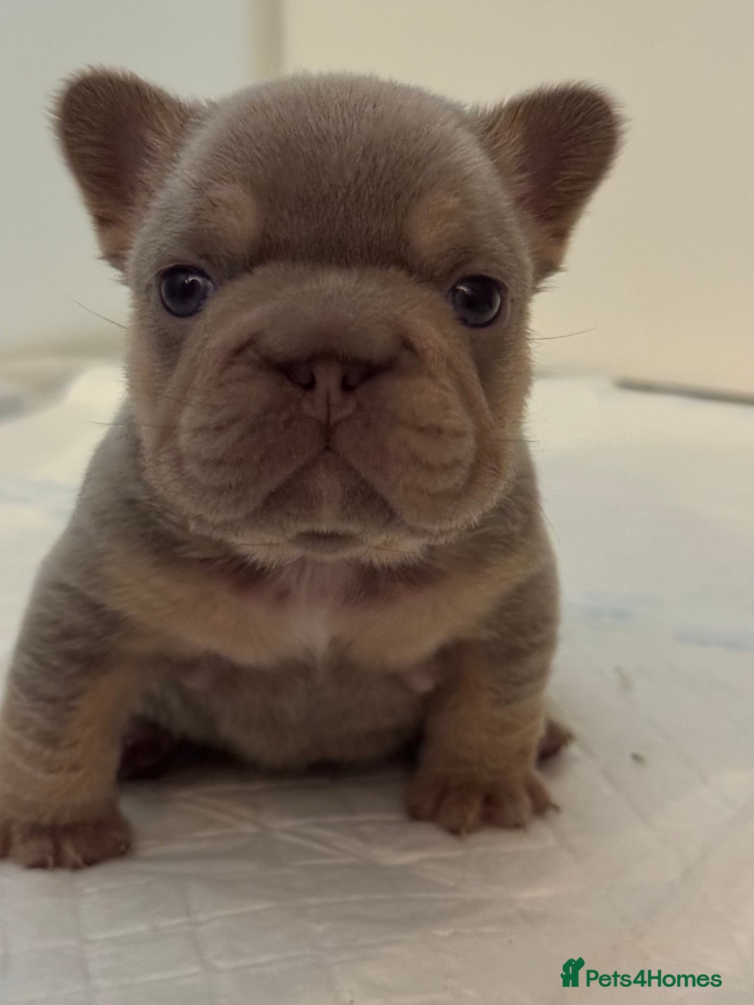 French Bulldog dogs for sale: 5 AMAZING QUALITY FRENCH BULLDOG PUPS  - Advert 19