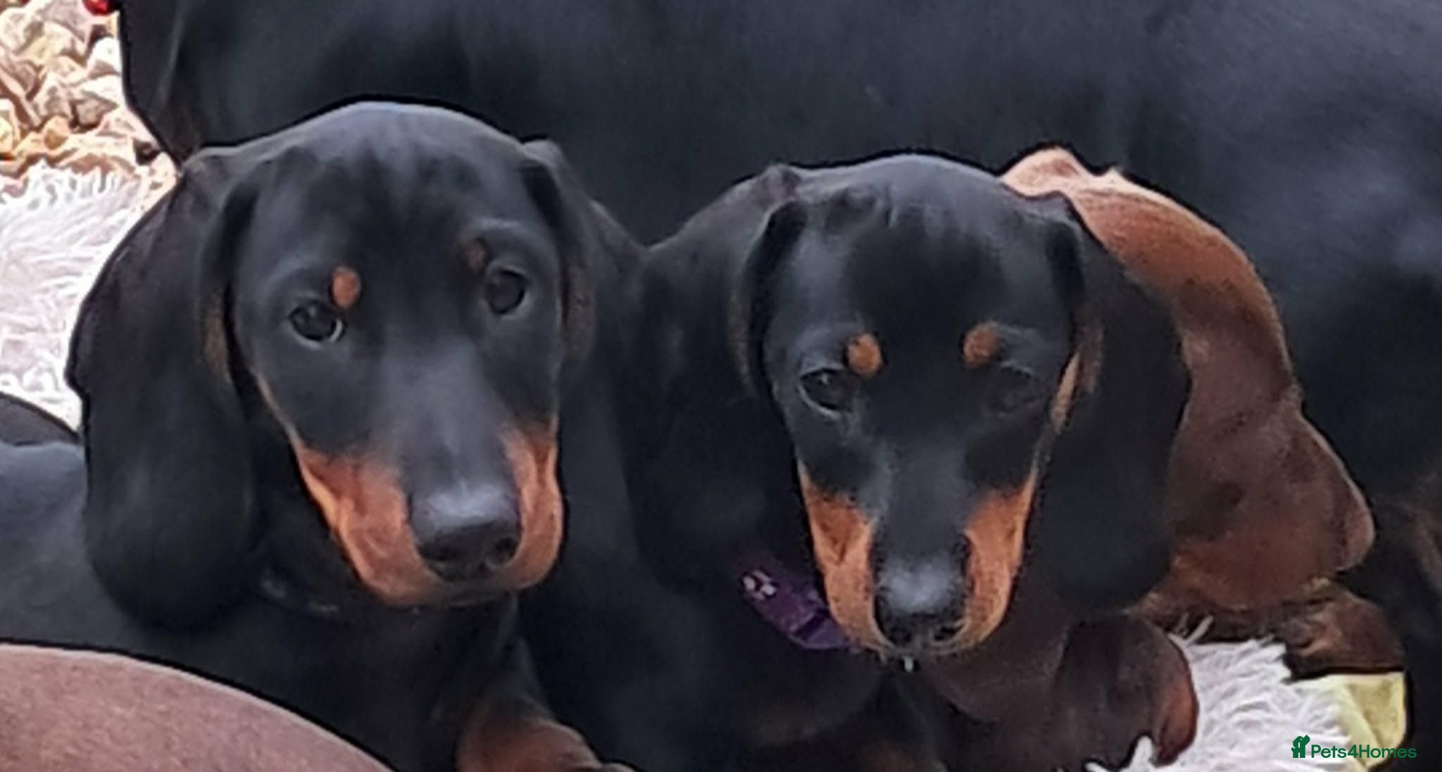 Dachshund dogs Beautiful Mini Dachshund Puppies - Advert 5