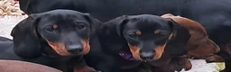 Dachshund dogs for sale: Beautiful Mini Dachshund Puppies - Advert 2