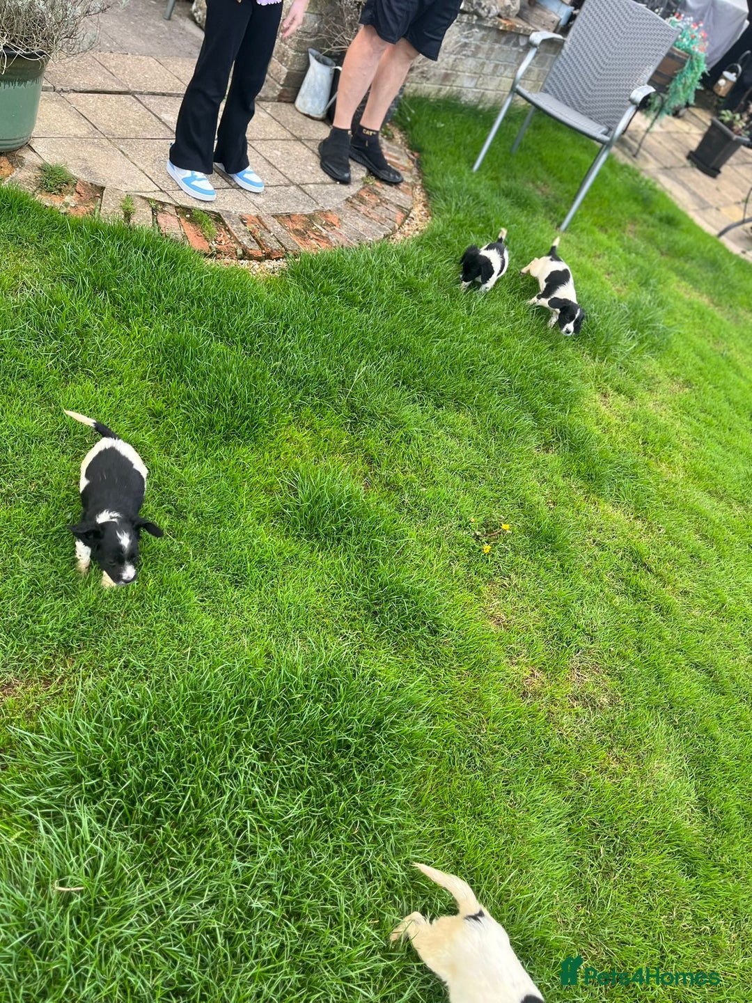 Cocker Spaniel dogs for sale: Cocker Spaniels - Image 16