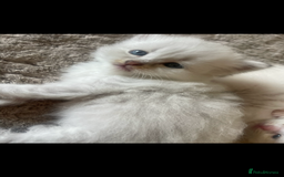 Siberian cats for sale: Siberian Neva masquerade kittens  - Image 12