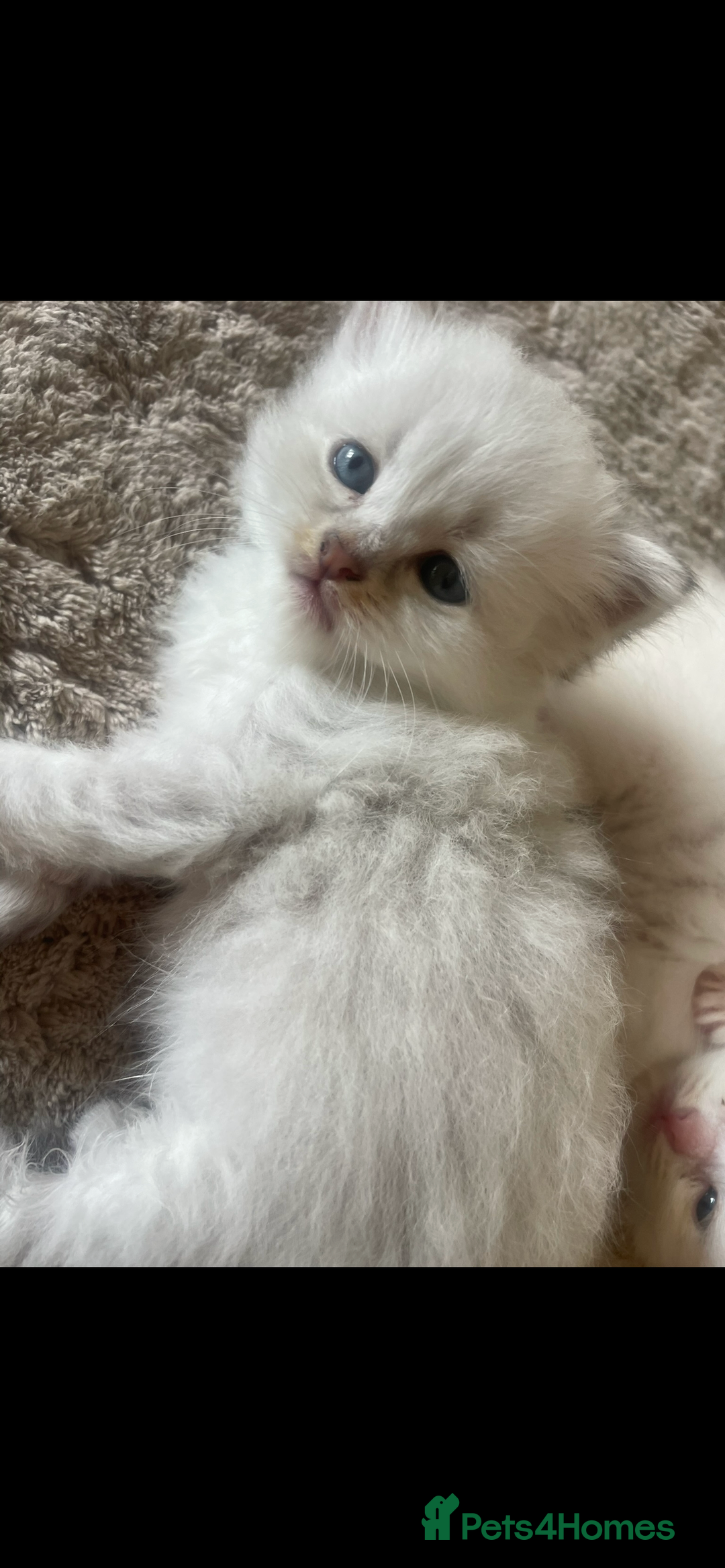 Siberian cats for sale: Siberian Neva masquerade kittens  - Image 12