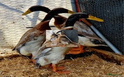 Ducks poultry for sale: Indian runner drakes - Image 4