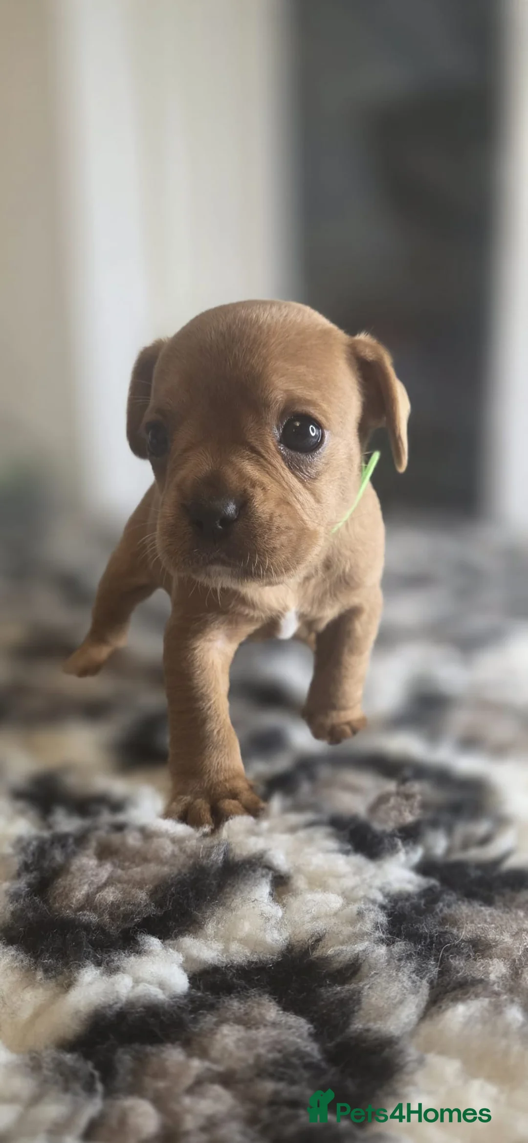 Mixed Breed dogs for sale: frenchel pups READY TO LEAVE - Advert 18