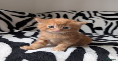 Mixed Breed cats - Advert 3
