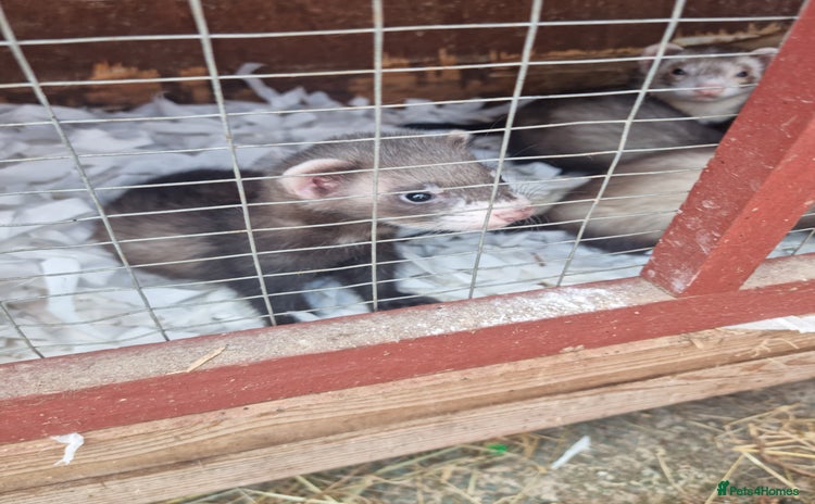 Ferret rodents - Advert 5