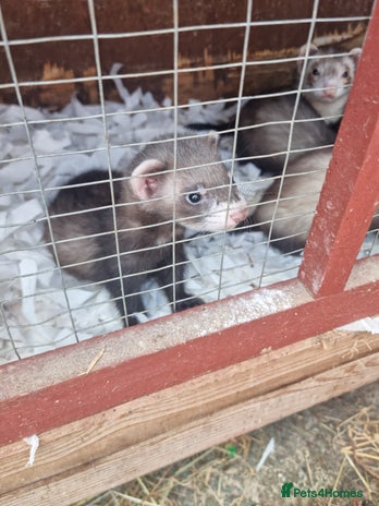 Ferret rodents - Advert 7
