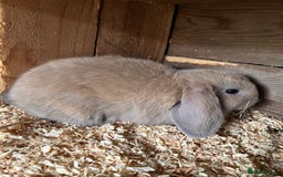 Lionhead rabbits for sale: Mini Lop Buck - Image 1