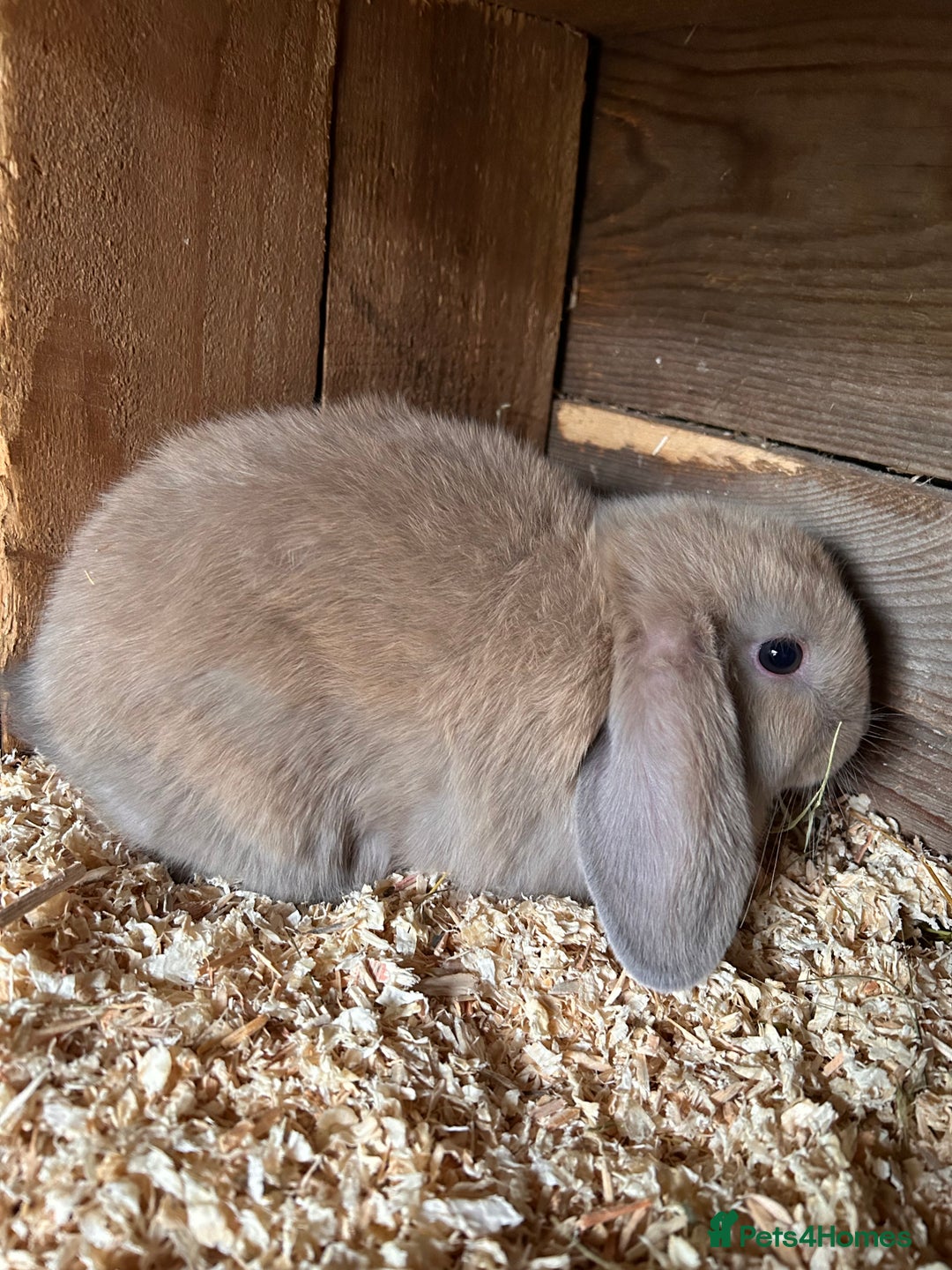 Lionhead rabbits for sale: Mini Lop Buck - Image 1