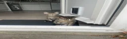 Mixed Breed cats for sale: Two Sisters 16 weeks old - Advert 2