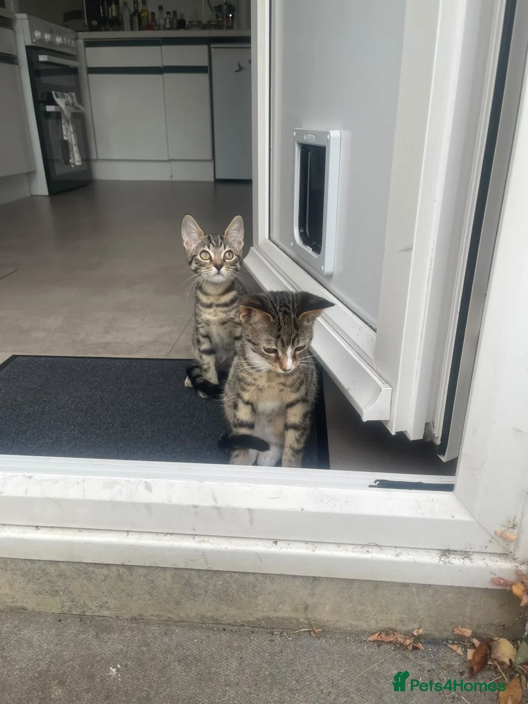 Mixed Breed cats for sale: Two Sisters 16 weeks old - Advert 2