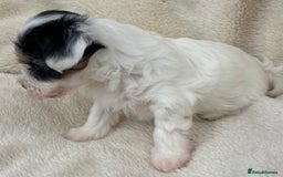 Biewer Terrier dogs for sale: Beautiful biewer terrier puppies 🩷 - Image 24