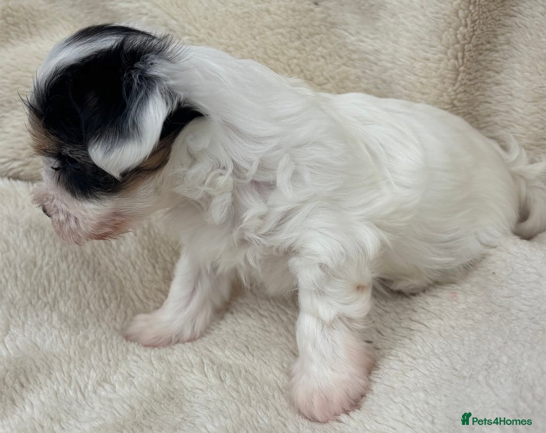 Biewer Terrier dogs for sale: Beautiful biewer terrier puppies 🩷 - Image 24