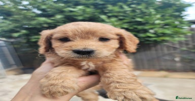 Cockapoo dogs - Advert 1