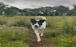 Mixed Breed dogs for sale: 🐾 Border Collie x Blue Heeler Puppies FOR SALE 🐾 - Image 13