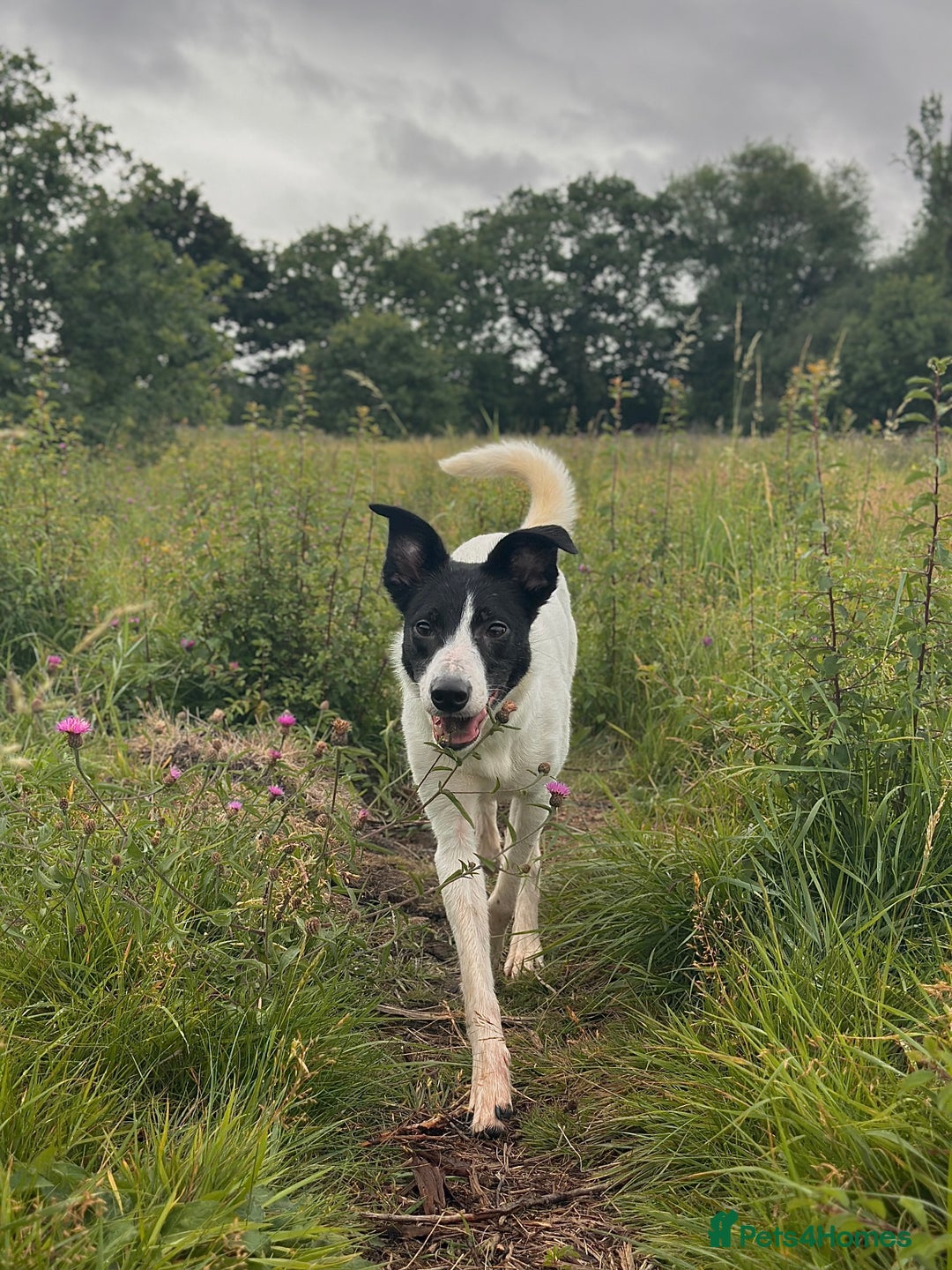 Mixed Breed dogs for sale: 🐾 Border Collie x Blue Heeler Puppies FOR SALE 🐾 - Image 13