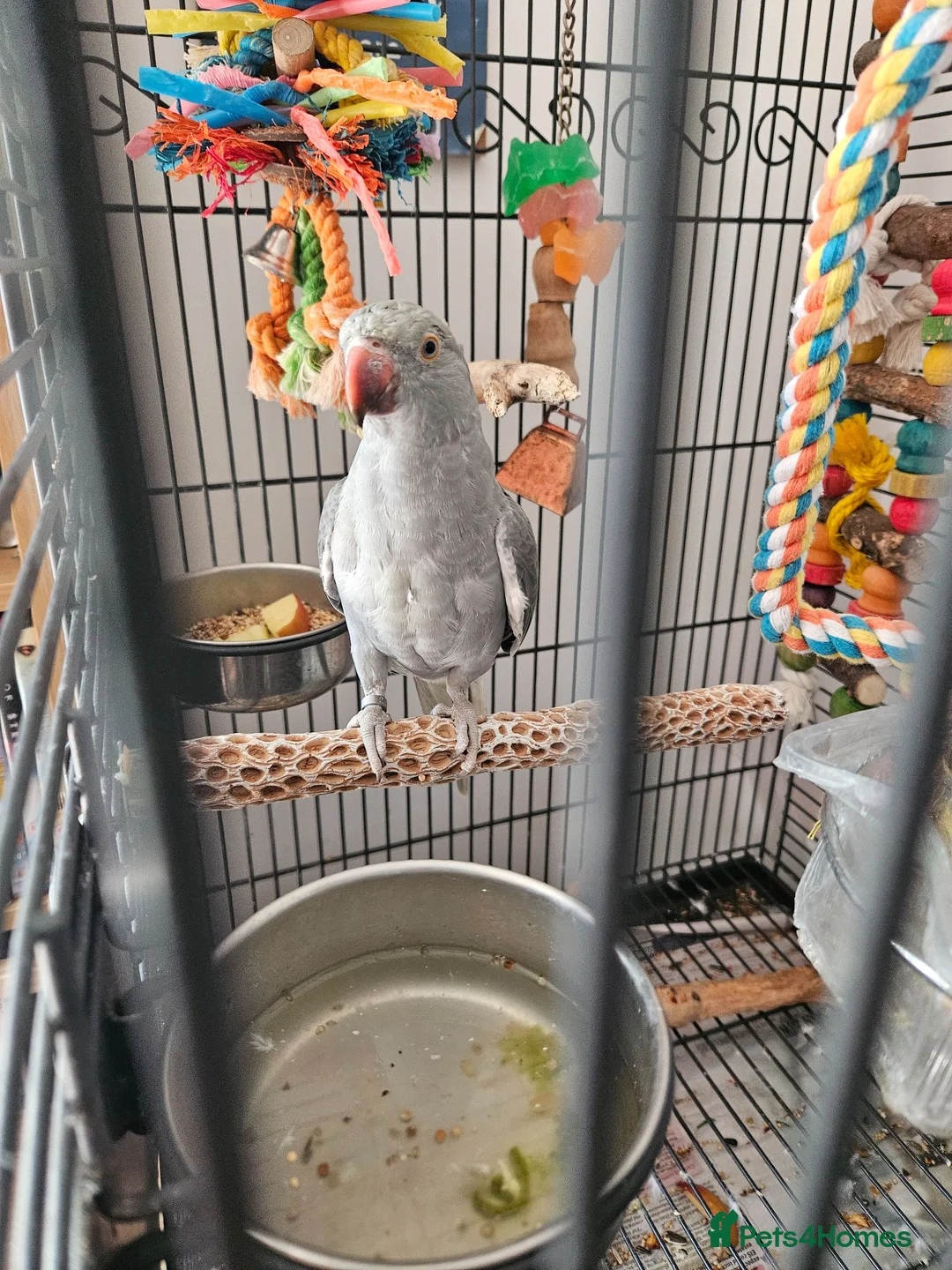 Ringnecks birds for sale: Female Indian ringneck  in Boscastle - Advert 2