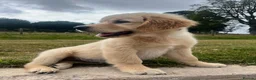Golden Retriever dogs for sale: Beautiful KC Golden Retriever Puppies - Advert 4