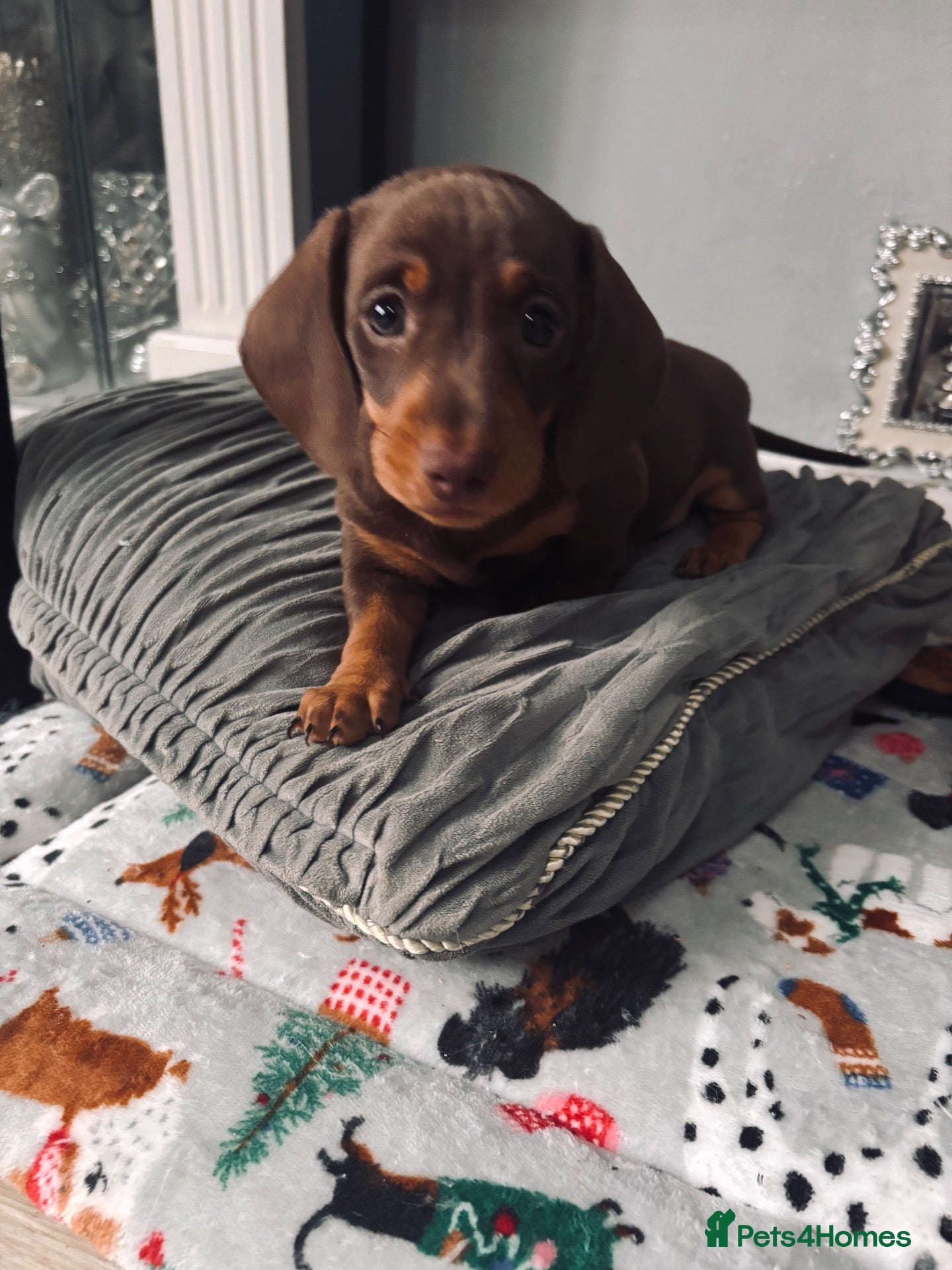 Dachshund dogs for sale: 2 beautiful chocolate dachshund puppy’s  left  - Advert 9