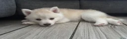 Pomsky dogs for sale: Last gorgeous boy left f3 pomsky - Advert 18