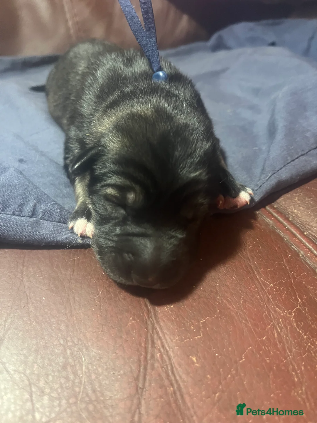 Mixed Breed dogs for sale: Shollies puppies - Advert 2