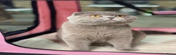 Scottish Fold cats for stud: GRAND CHAMPION TICA in London - Advert 5
