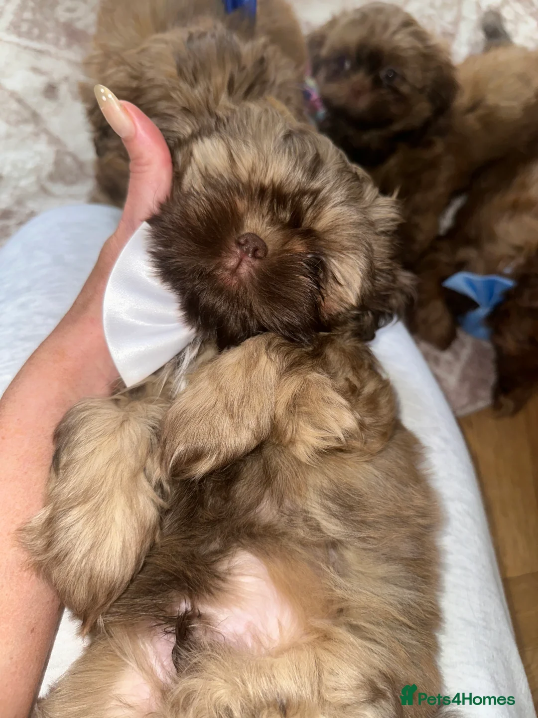 Shih Tzu dogs for sale: Stunning Karashishi Shih tzus - Advert 16