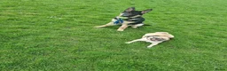 German Shepherd dogs for sale: Female German shepherd  in Stockport - Advert 2