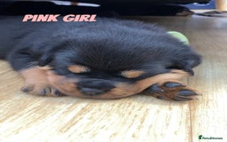 Rottweiler dogs for sale: Beautiful KC Rottweiler puppies - Image 9