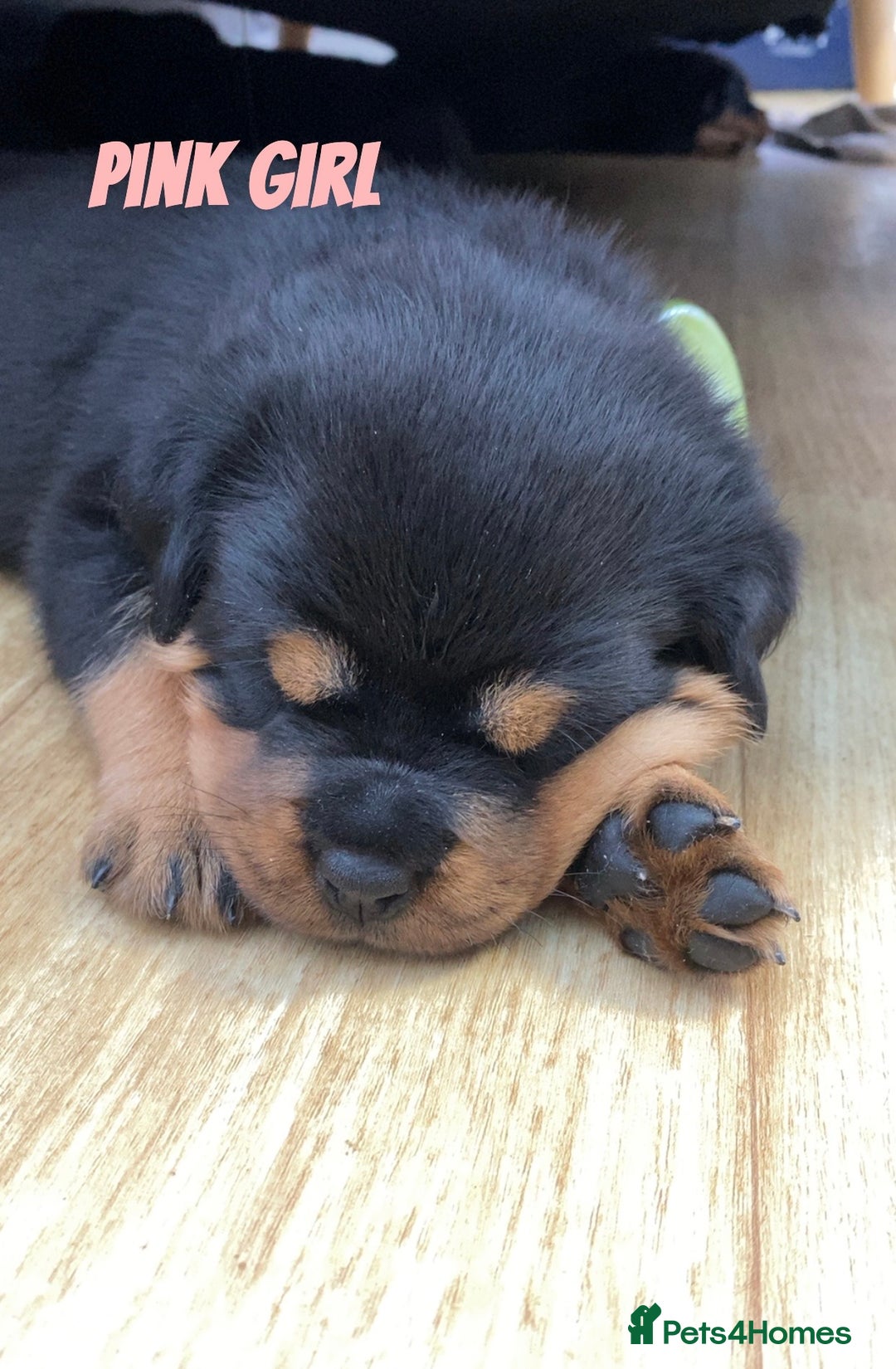 Rottweiler dogs for sale: Beautiful KC Rottweiler puppies - Image 9