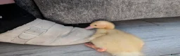 Ducks poultry for sale: Ducklings Hatching soon 15th October  - Advert 12