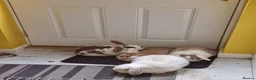 Mixed Breed rabbits for sale: Rabbits To Go To a Good Home in Doncaster - Advert 3