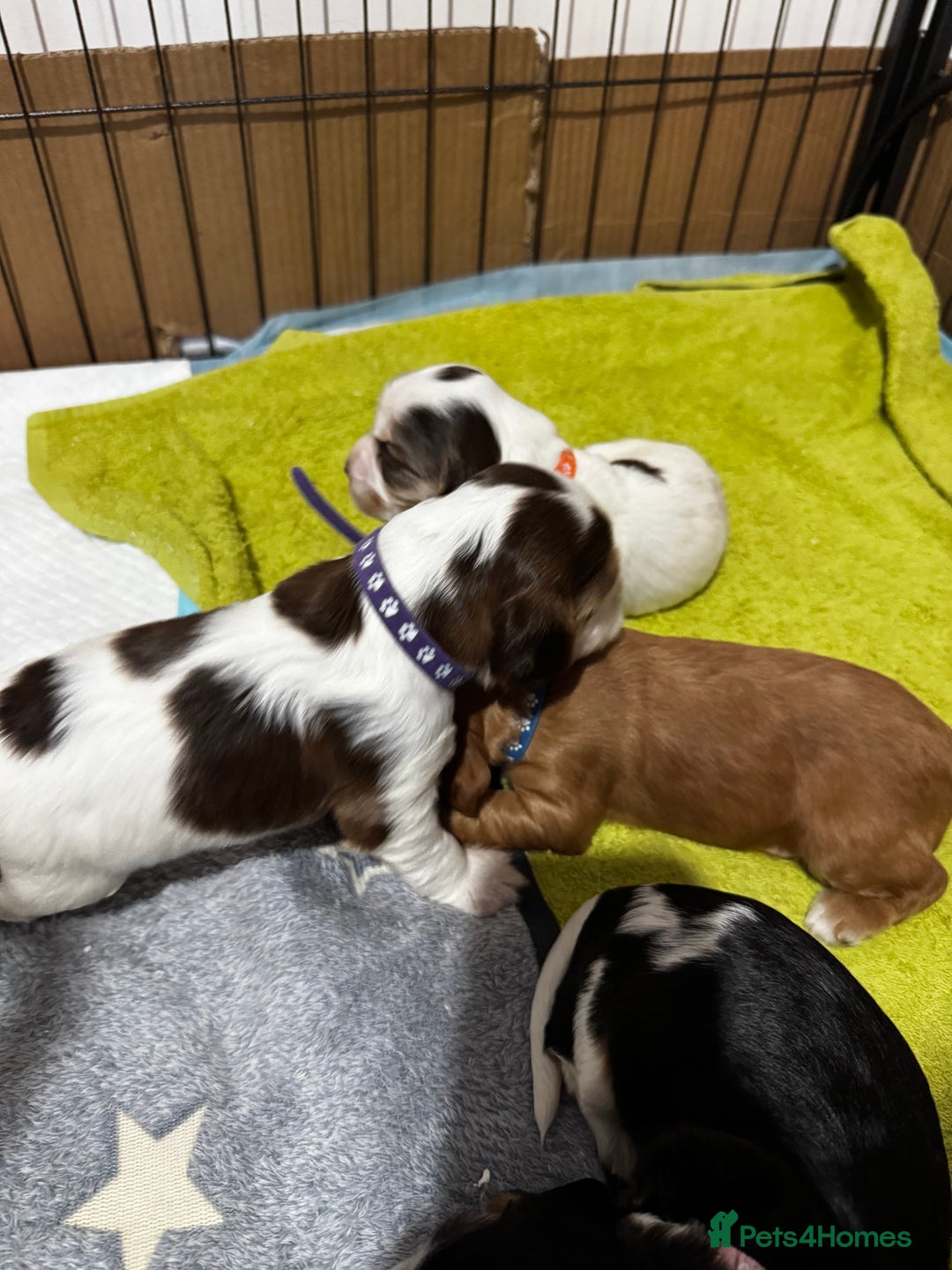 Cocker Spaniel dogs for sale: Fantastic Show / Working Cocker Spaniels - Advert 15