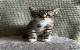 British Shorthair cats for sale: British Shorthair Kittens -Ready for Loving Homes  - Image 18