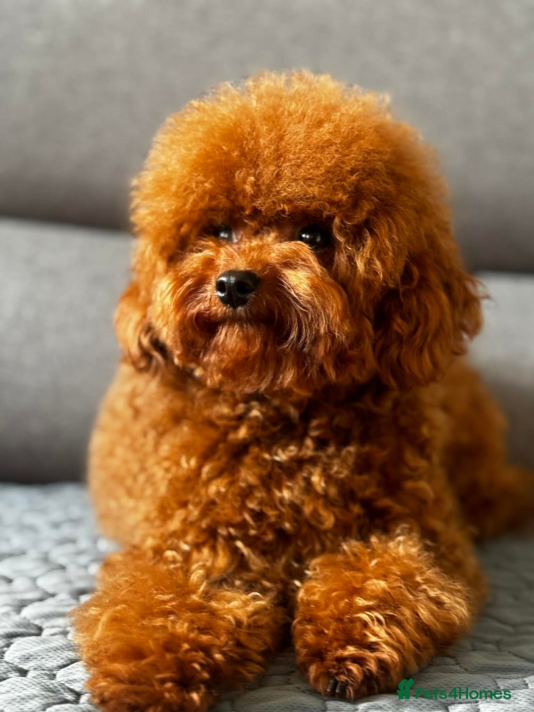 Toy Poodle dogs for sale: Asian Toy Poodle - Advert 5