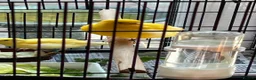 Canaries birds for sale: Fife Canaries in Chester-le-Street - Advert 11