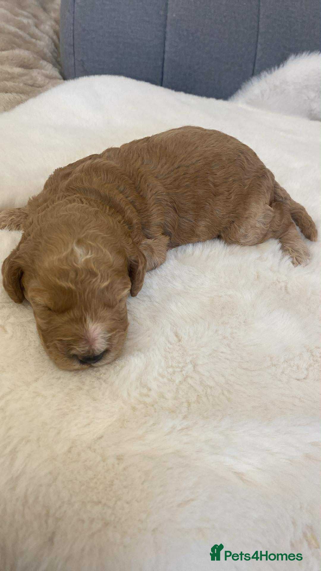 Cockapoo dogs for sale: 🐾 Adorable Cockapoo Boy Puppy  🐾 - Image 1