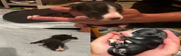 Whippet dogs for sale: KC whippet Puppies  - Advert 12