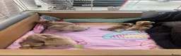 Mini Lop rabbits for sale: Beautiful mini lop bunnies ❤️ - Advert 13