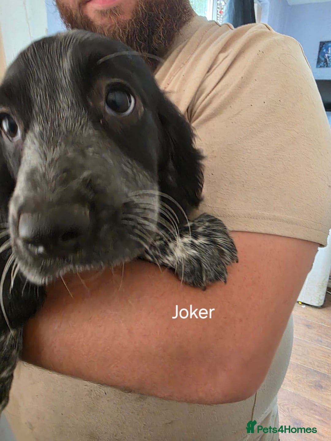 Cocker Spaniel dogs for sale: Cocker spaniel pups - Image 11