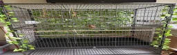 Budgerigars birds for sale: Male bonded budgies  - Advert 2