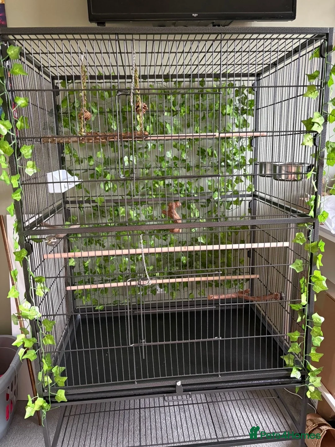 Budgerigars birds for sale: Male bonded budgies  - Advert 2