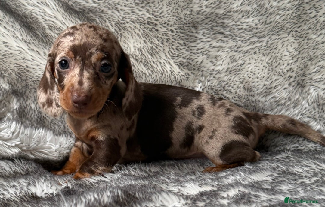 Dachshund dogs for sale: Miniature dachshund puppies  - Image 4