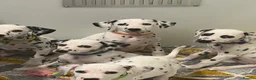 Dalmatian dogs for sale: Dalmatian puppies - Advert 18