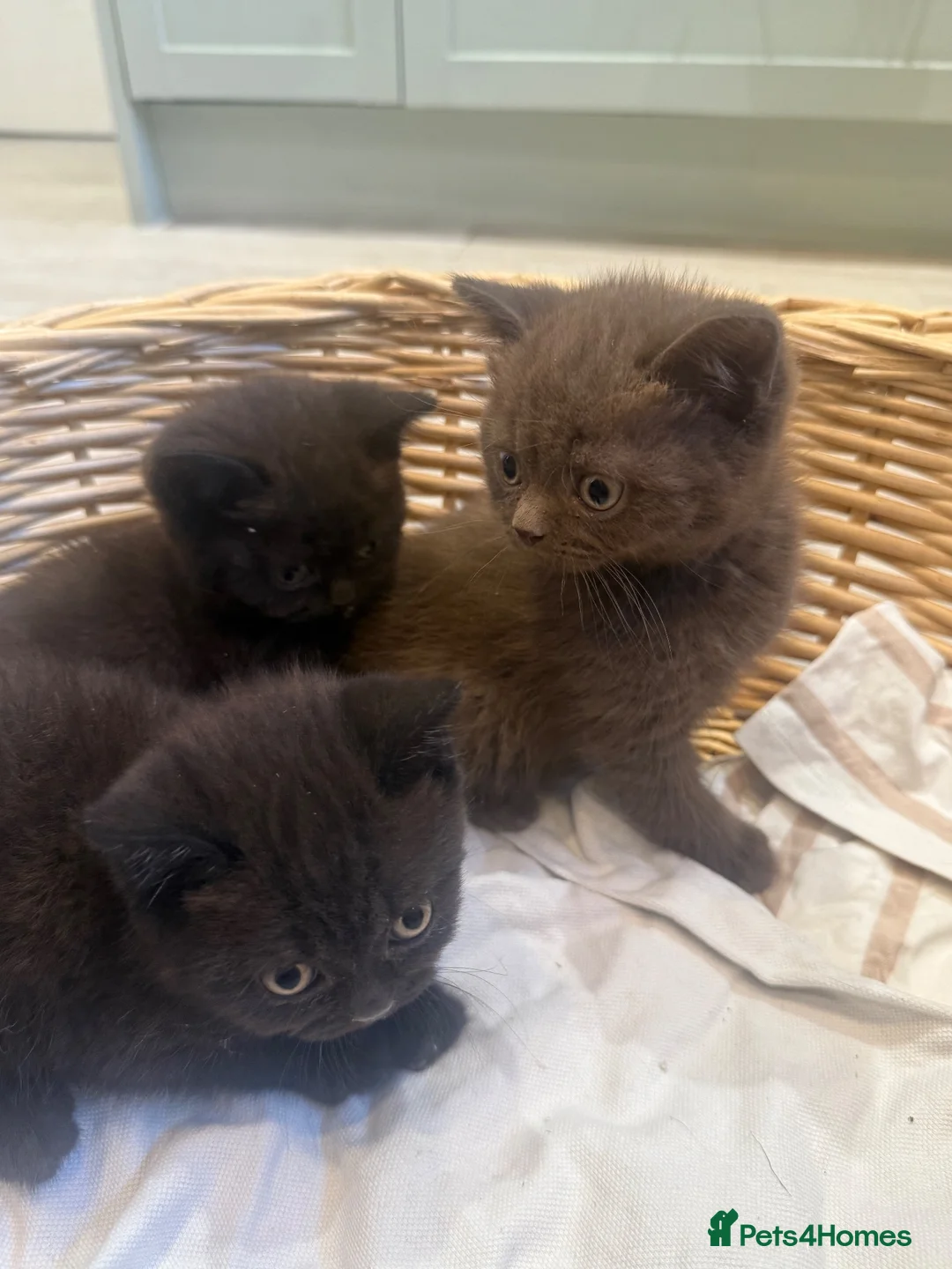 British Shorthair cats for sale: 5 chocolate and cinnamon British shorthair kittens - Advert 9