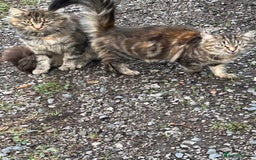 Mixed Breed cats for sale: Two Female 5 month old Kittens Mainecoon mix - Image 1