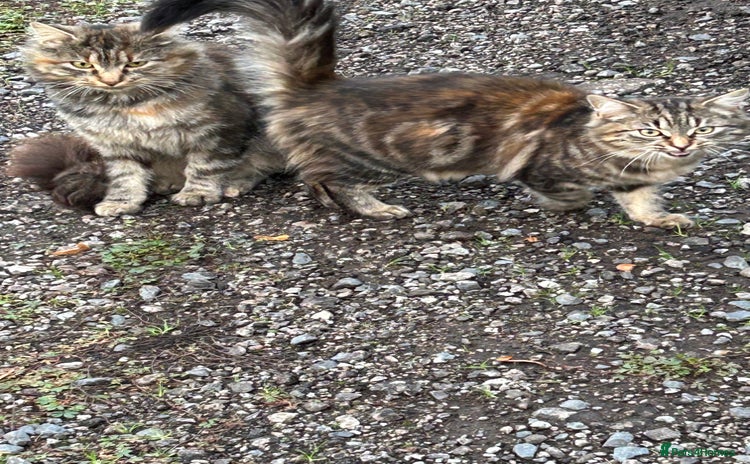 Mixed Breed cats - Advert 5