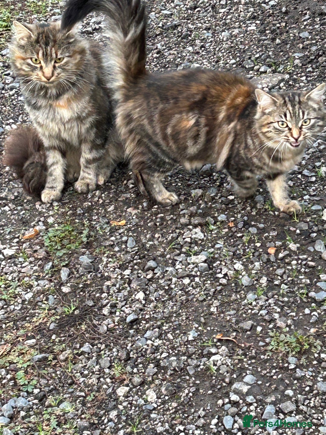 Mixed Breed cats for sale: Two Female 5 month old Kittens Mainecoon mix - Image 1
