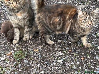 Mixed Breed cats - Advert 20