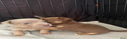 Jack Russell dogs for sale: Wenlock Jack Russells  - Advert 3